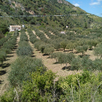 Azienda agricola Pietro Cortese