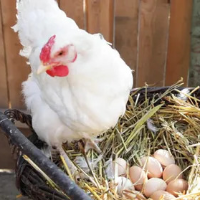 Vivai Sartini Valentino SS ( UOVA)