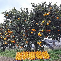 Azienda agricola Russo