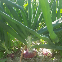 Farmer Padula Carlo