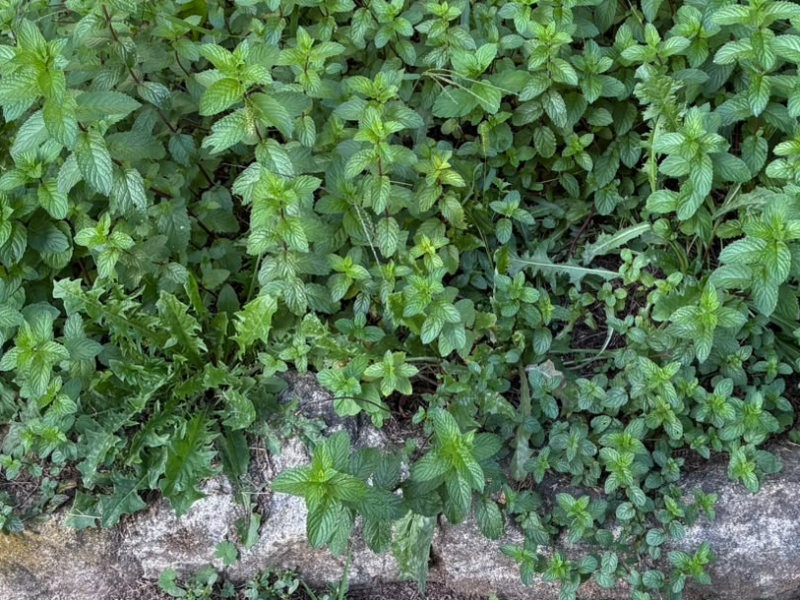 menta menta