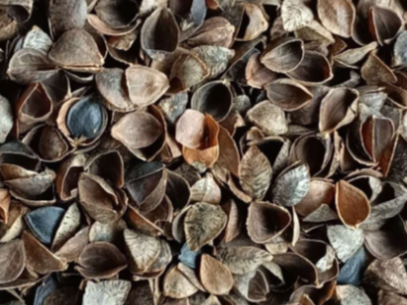 gusci di grano saraceno gusci di grano saraceno