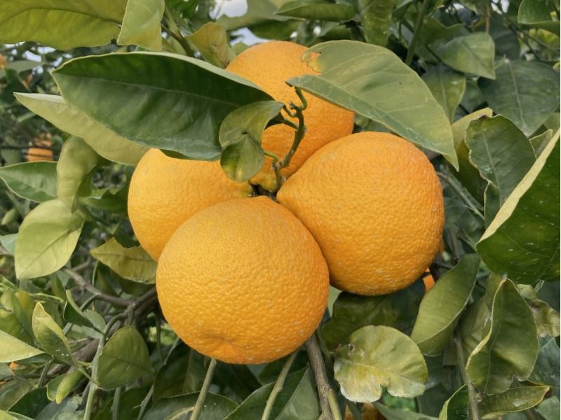 Arance di Sicilia Tarocco