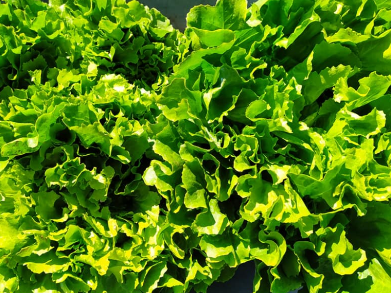 Insalata Scarola