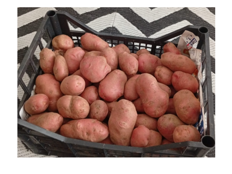 Patate di Albenga