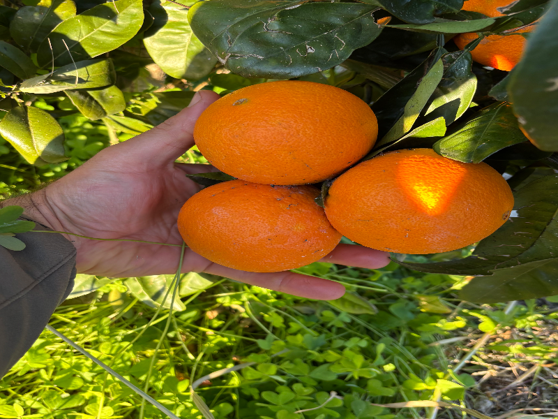 Arance navel
