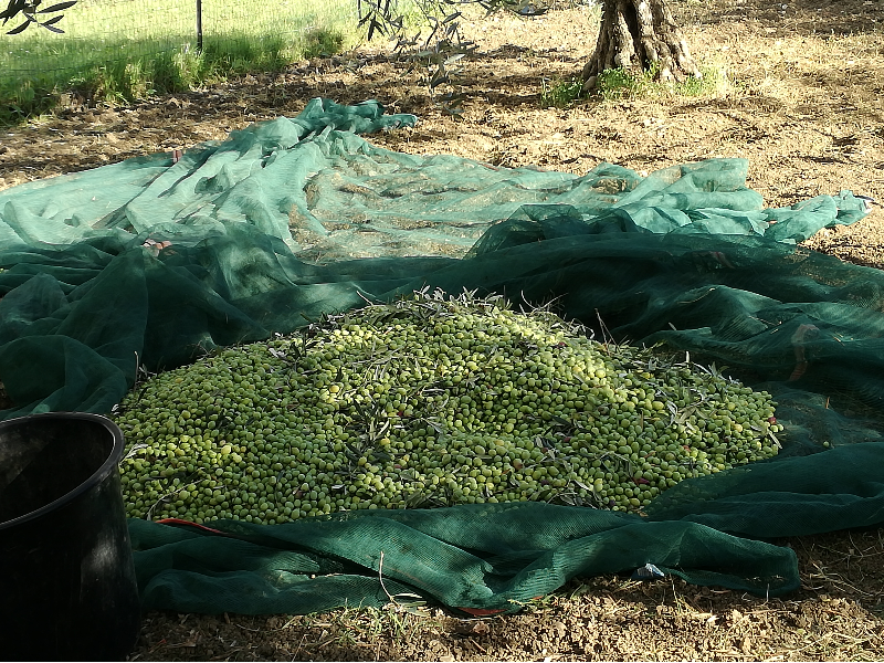 Olio extravergine di oliva. 2022/2023