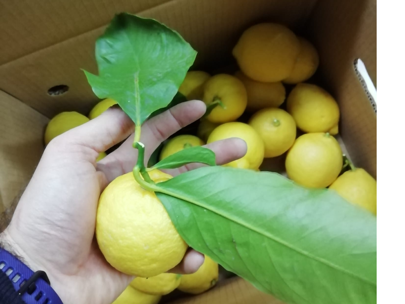 Limoni Calabresi - Garantiti buccia edibile