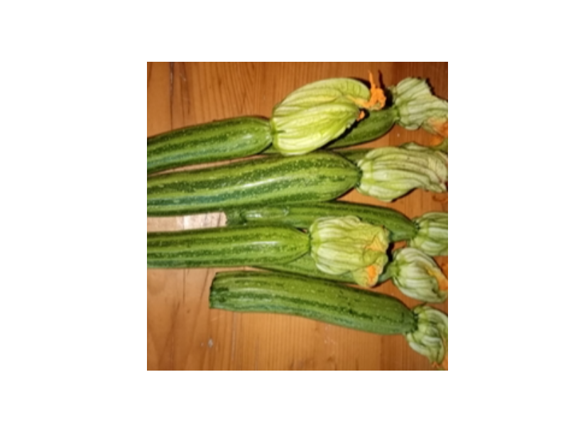 Zucchine 1,5 kg