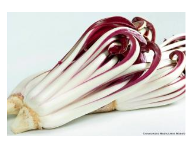 RADICCHIO TREVISO TARDIVO