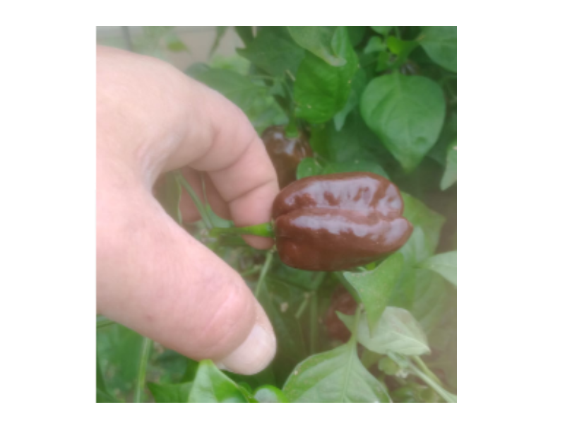 Peperoncino HABANERO