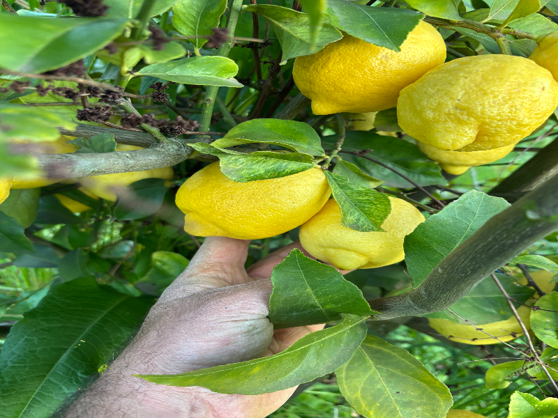 Limone femminello siracusano
