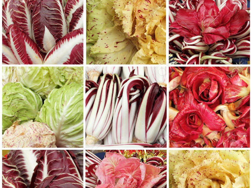 RADICCHIO Chioggia BIOLOGICO