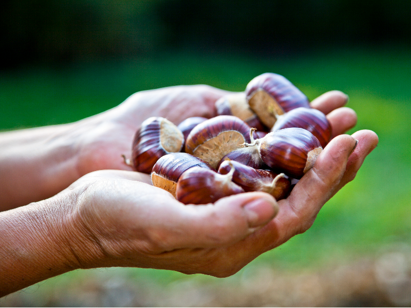 Marroni (castagne)