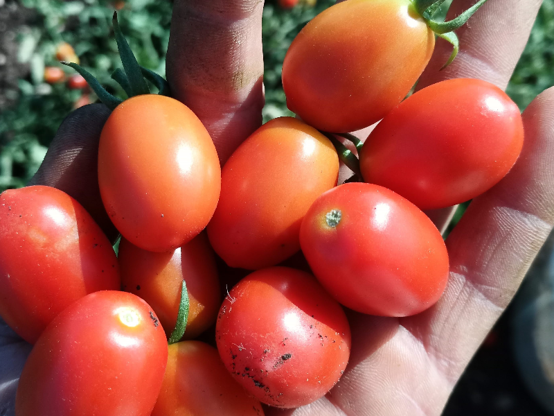 Pomodoro dattwrino giallo e rosso