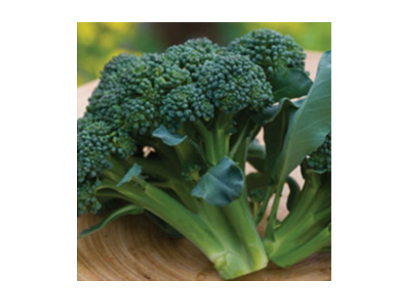 Broccolo