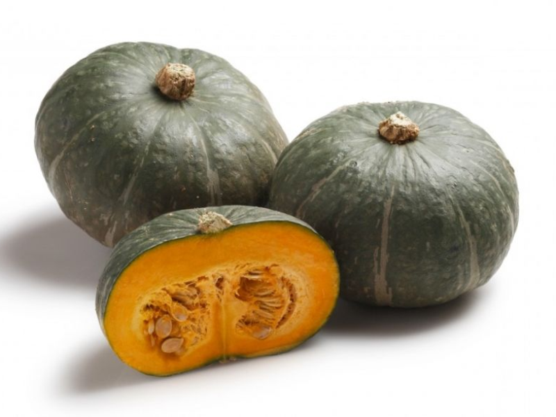 ZUCCA DELICA