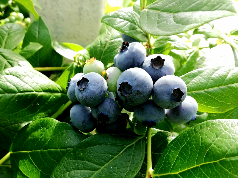 Mirtilli Giganti Americani BIO