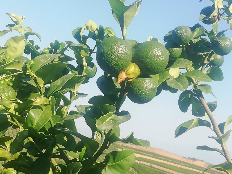 Lime coltivati in Calabria - Garantiti buccia edibile