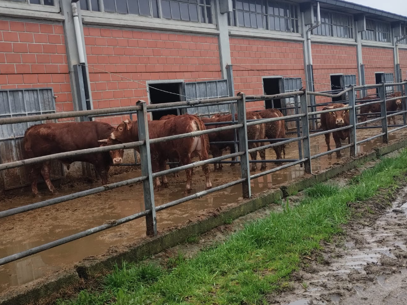 Carne di Vitellone e suino