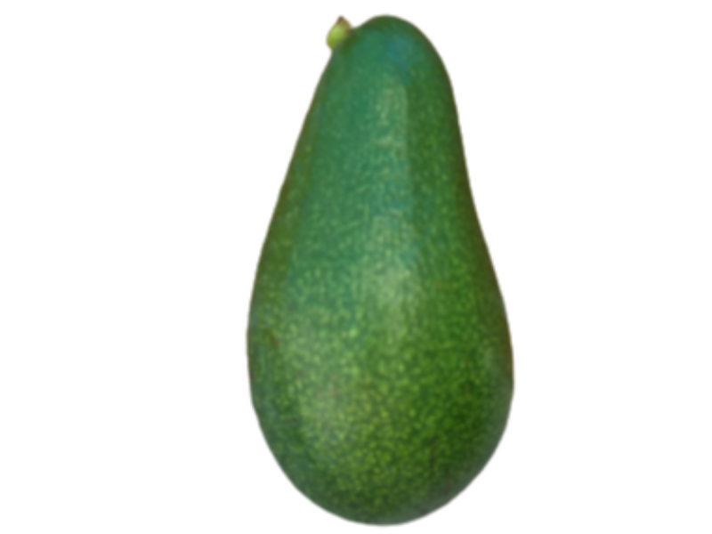 Avocado Zutano