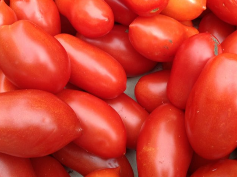 POMODORO DA INSALATA PERETTO