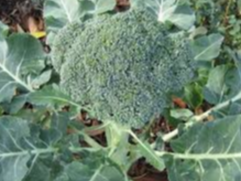Broccolo Padovano