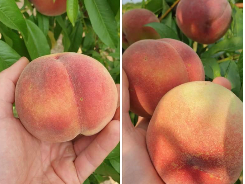 Pesche a pasta gialla CONSERVATE IN CELLA FRIGORIFERA