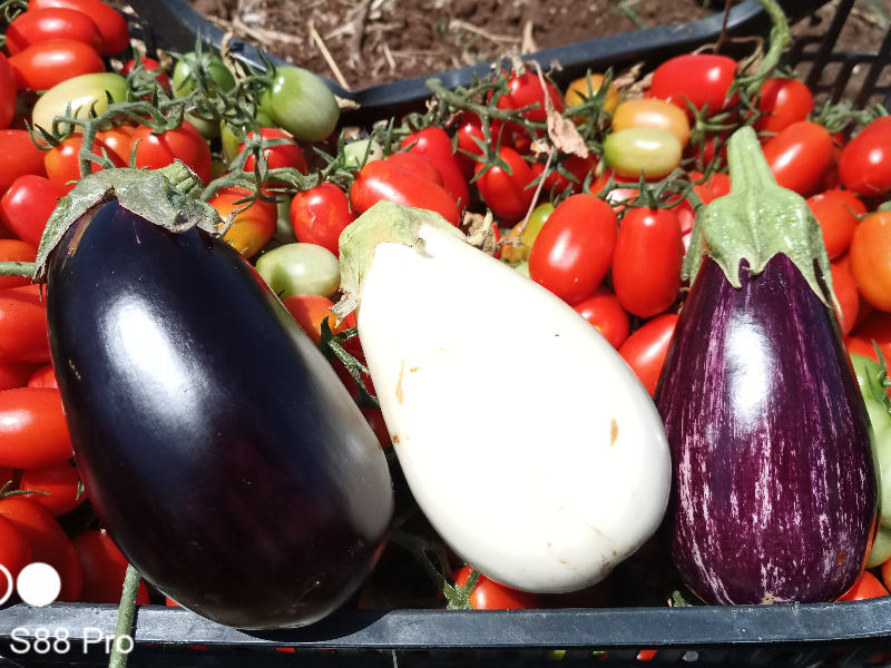 Melanzane tricolore