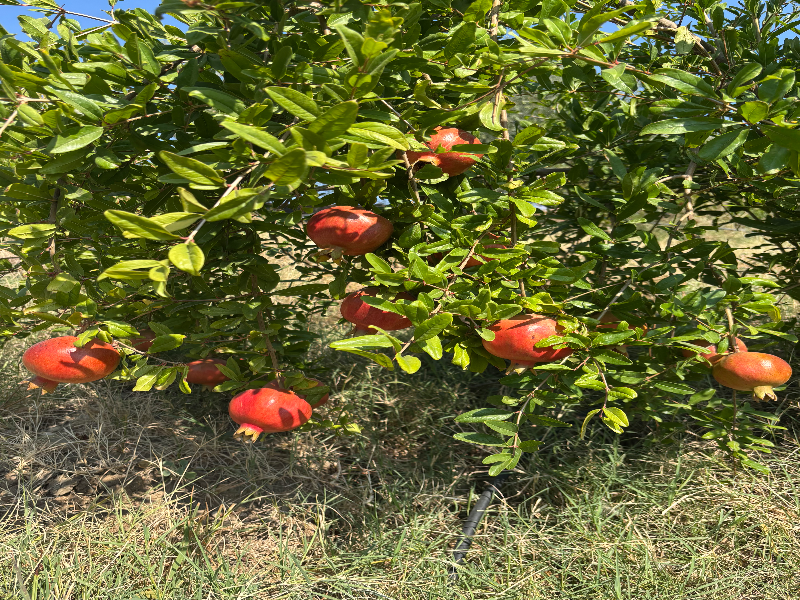 Melagrana