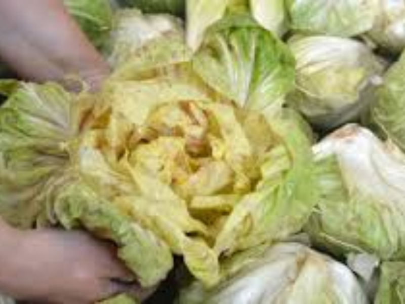 RADICCHIO VARIEGATO