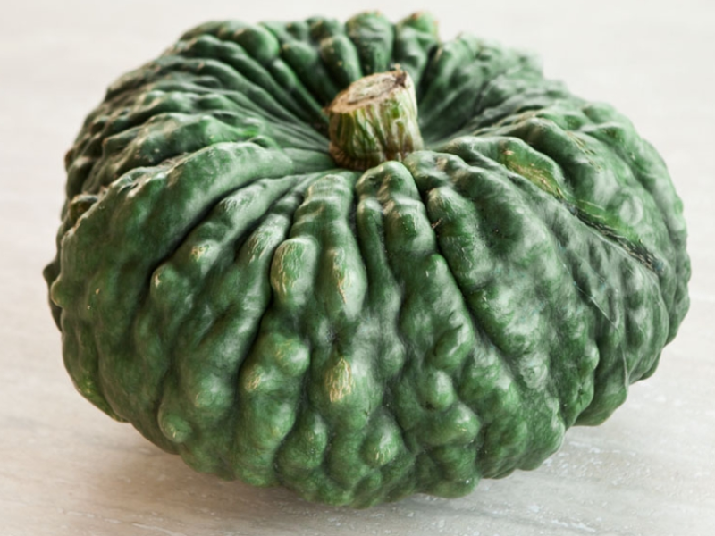 zucca di Chioggia