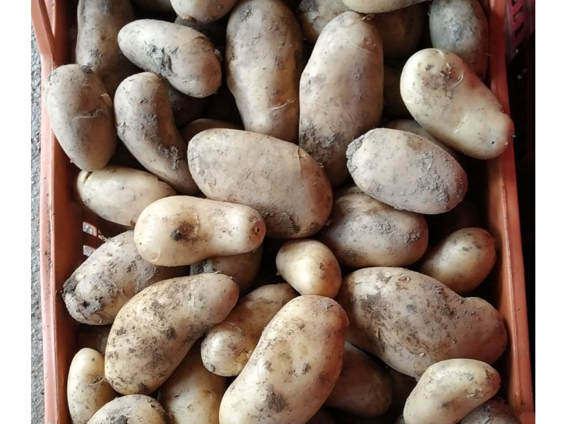 Patate a pasta gialle - Coltivate in Calabria nella Sila