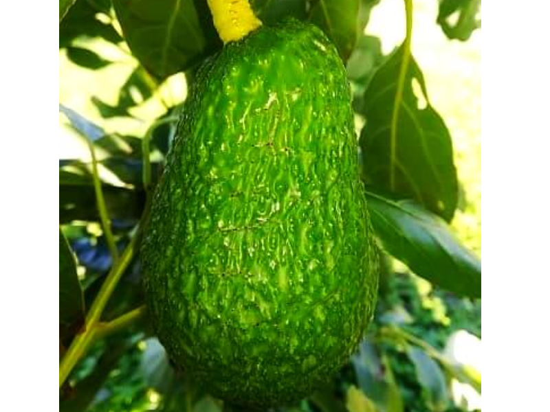Avocado Hass Biologico