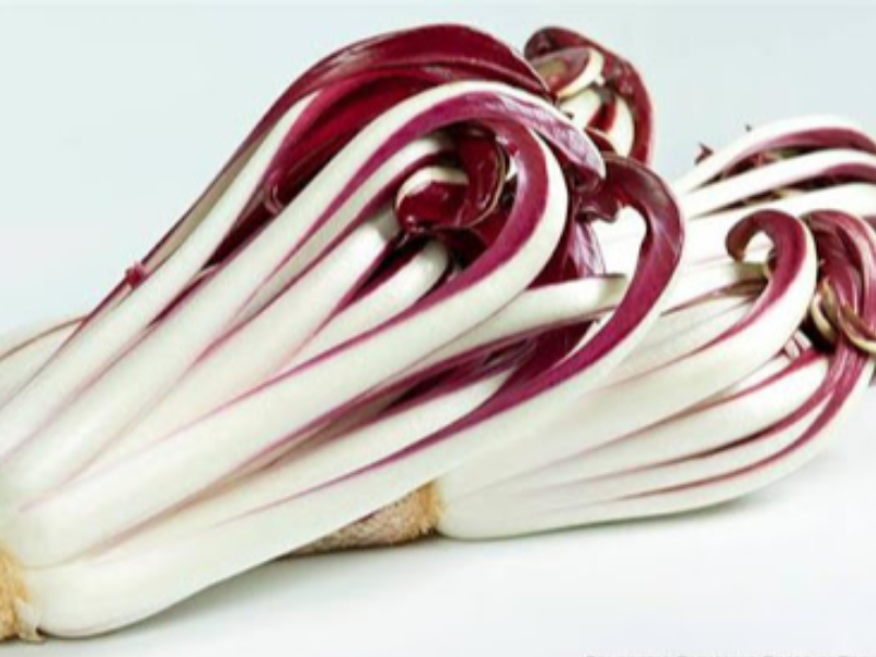 RADICCHIO  TARDIVO