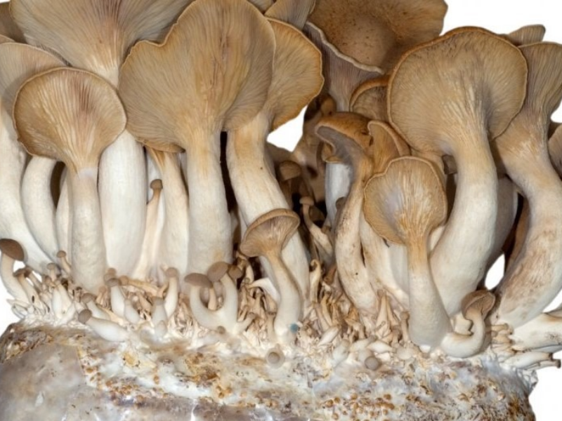 funghi freschi coltivati