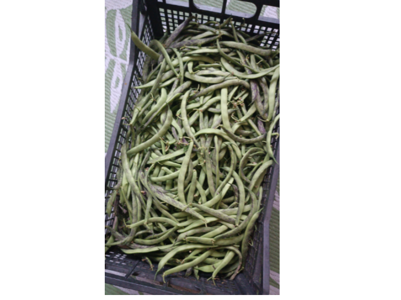 Fagiolini Pelandroni di Anna 1 kg