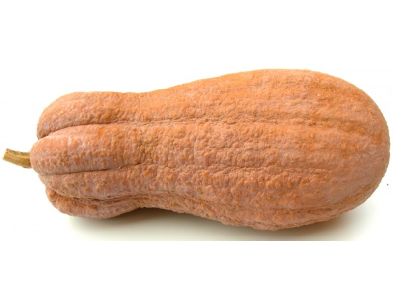 ZUCCA VIOLINA ZUCCA VIOLINA