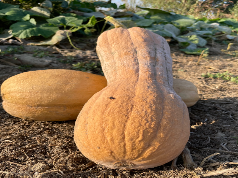 Zucca Violina