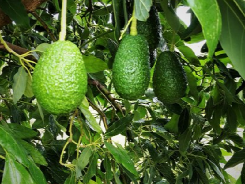 Hass Avocado bio