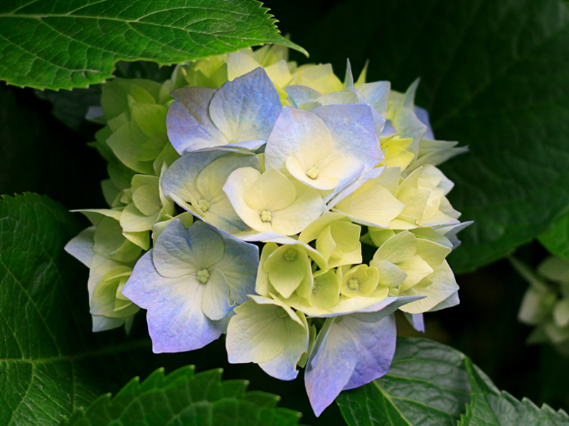 buste sottovuoto di grana di capra