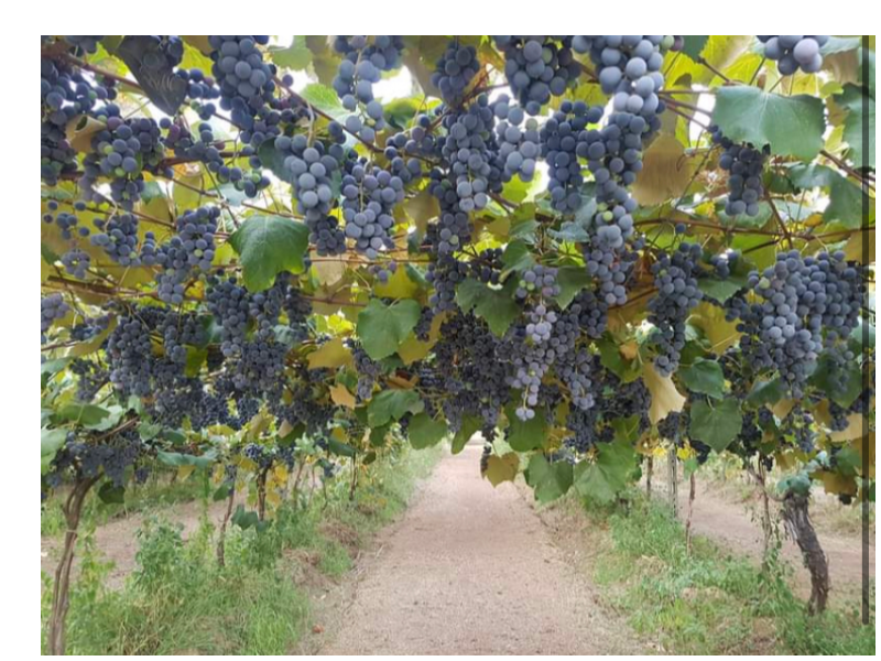 Uva fragola nera